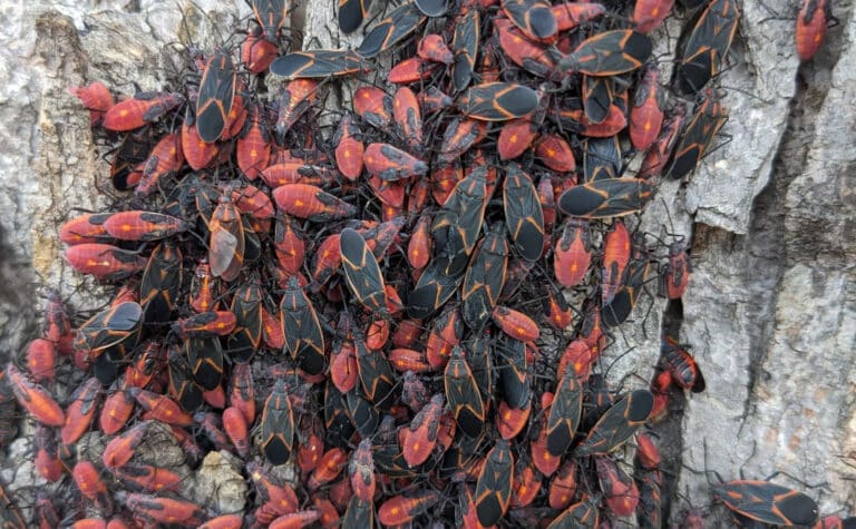 Boxelder Bug & Lady Beetle Treatment in Minneapolis | Rainbow