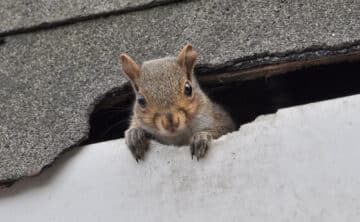 Squirrel chewing through a roof